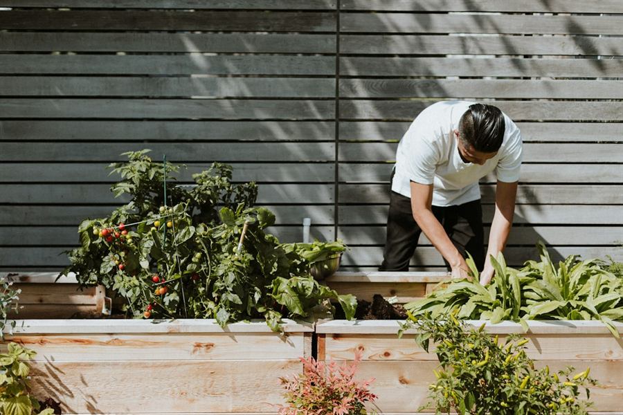 Un jardinier s’occupe d’un potager en bacs